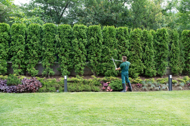 Best Tree Maintenance Programs  in St Charles, MN