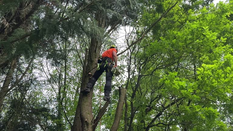 Best Tree Disease Treatment  in St Charles, MN