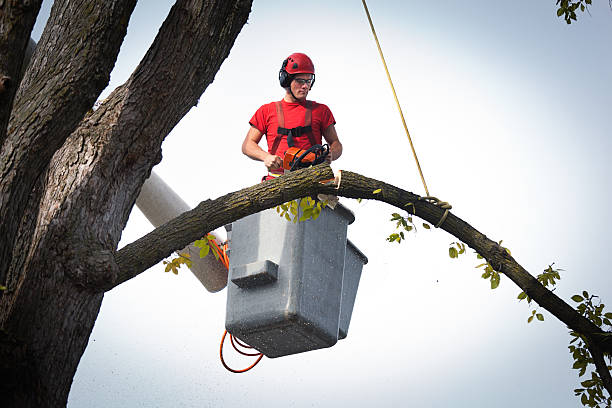 Best Hazardous Tree Removal  in St Charles, MN